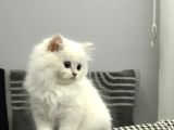 15 Bin- Safkan British Shorthair-Erkek İstanbul