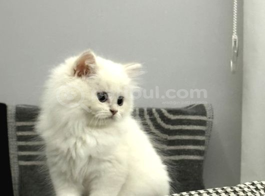 15 Bin- Safkan British Shorthair-Erkek İstanbul görsel