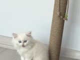 15 bin- Safkan british Shorthair-erkek İstanbul
