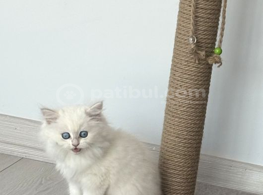 15 bin- Safkan british Shorthair-erkek İstanbul