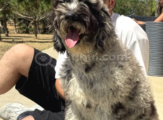 Bernedoodle Yavrularımız görsel
