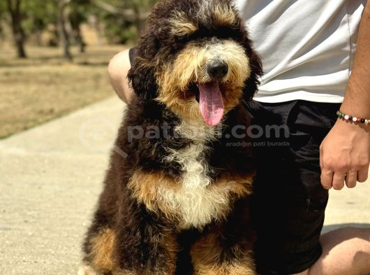 Bernedoodle Yavrularımız