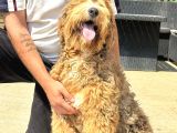 Bernedoodle Yavrularımız