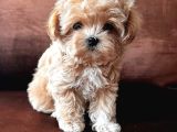 Sevimli mini boy maltipoo bebekleri hazır