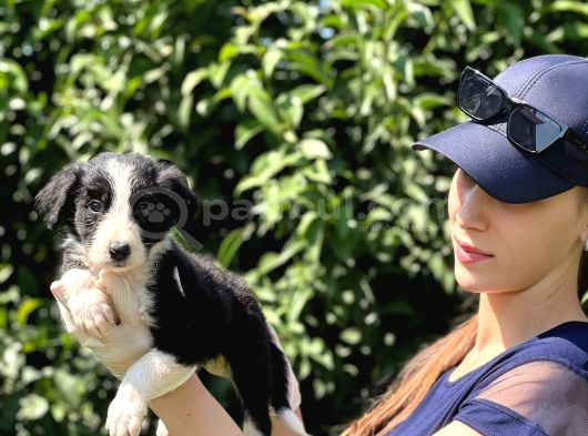 Safkan Border Collie Yavruları görsel