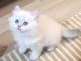 Bi̇rbi̇ri̇nden Güzel British Longhair Yavrularim