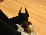 Si̇zi̇ Kendi̇ni̇zden Bi̇le Koruyan Doberman