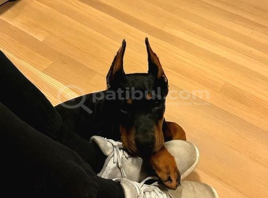 Si̇zi̇ Kendi̇ni̇zden Bi̇le Koruyan Doberman görsel