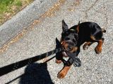 Si̇zi̇ Kendi̇ni̇zden Bi̇le Koruyan Doberman