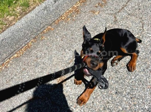 Si̇zi̇ Kendi̇ni̇zden Bi̇le Koruyan Doberman görsel