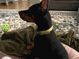 Si̇zi̇ Kendi̇ni̇zden Bi̇le Koruyan Doberman