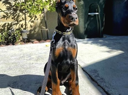 SİZİ KENDİNİZDEN BİLE KORUYAN DOBERMAN
