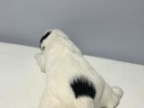 1 Aylık Jack Russell Yavruları