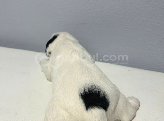 1 Aylık Jack Russell Yavruları görsel