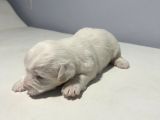 1 Aylık Jack Russell Yavruları