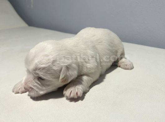 1 Aylık Jack Russell Yavruları görsel
