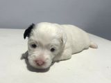 1 Aylık Jack Russell Yavruları