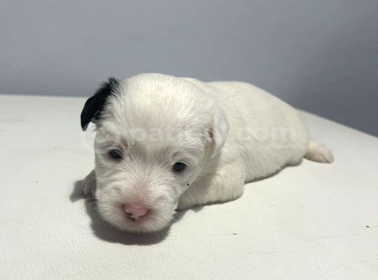 1 Aylık Jack Russell Yavruları