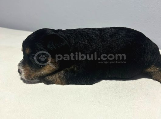 1 Aylık Jack Russell Yavruları görsel