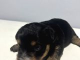 1 Aylık Jack Russell Yavruları