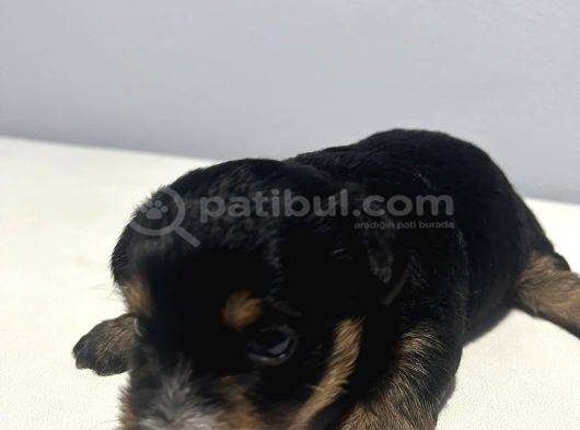1 Aylık Jack Russell Yavruları görsel