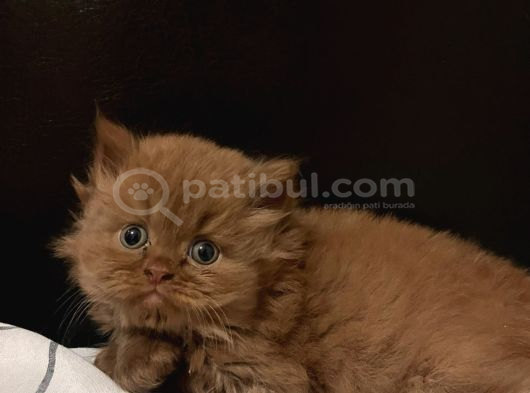 Cinnamon British Longhair