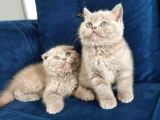 British ve scottish fold yavruları