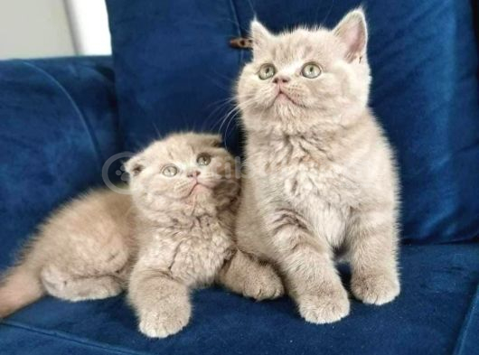 British ve scottish fold yavruları