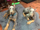 Farklısını arayana egzotik lilac doberman yavrular