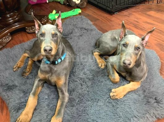 Farklısını arayana egzotik lilac doberman yavrular