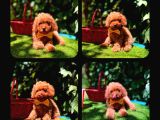 Toy Poodle Yavrularımız Ömürlük Aileleri Bekliyor