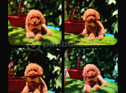 Toy Poodle Yavrularımız Ömürlük Aileleri Bekliyor görsel