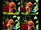 Toy Poodle Yavrularımız Ömürlük Aileleri Bekliyor