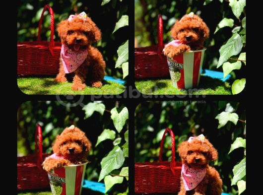 Toy Poodle Yavrularımız Ömürlük Aileleri Bekliyor görsel
