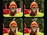 Toy Poodle Yavrularımız Ömürlük Aileleri Bekliyor