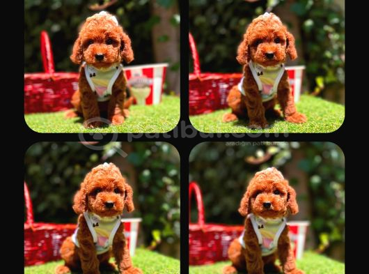 Toy Poodle Yavrularımız Ömürlük Aileleri Bekliyor görsel