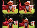 Toy Poodle Yavrularımız Ömürlük Aileleri Bekliyor