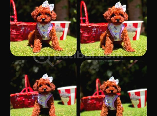 Toy Poodle Yavrularımız Ömürlük Aileleri Bekliyor görsel