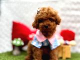 Toy Poodle Yavrularımız Ömürlük Aileleri Bekliyor
