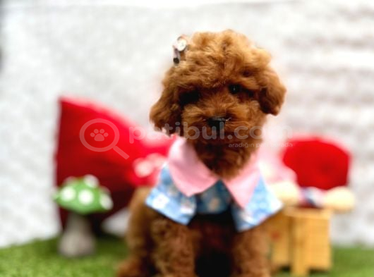 Toy Poodle Yavrularımız Ömürlük Aileleri Bekliyor görsel
