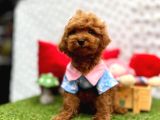 Toy Poodle Yavrularımız Ömürlük Aileleri Bekliyor