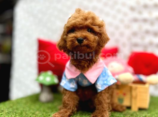 Toy Poodle Yavrularımız Ömürlük Aileleri Bekliyor görsel