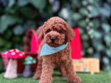 Toy Poodle Yavrularımız Ömürlük Aileleri Bekliyor