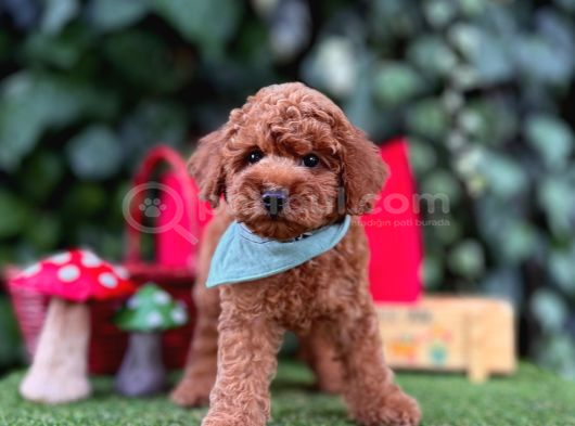 Toy Poodle Yavrularımız Ömürlük Aileleri Bekliyor görsel
