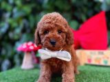 Toy Poodle Yavrularımız Ömürlük Aileleri Bekliyor