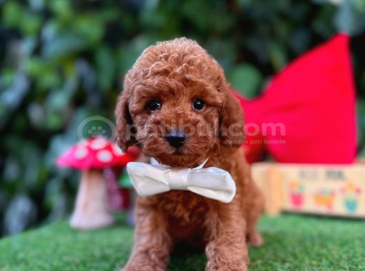 Toy Poodle Yavrularımız Ömürlük Aileleri Bekliyor görsel