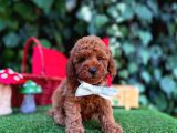 Toy Poodle Yavrularımız Ömürlük Aileleri Bekliyor