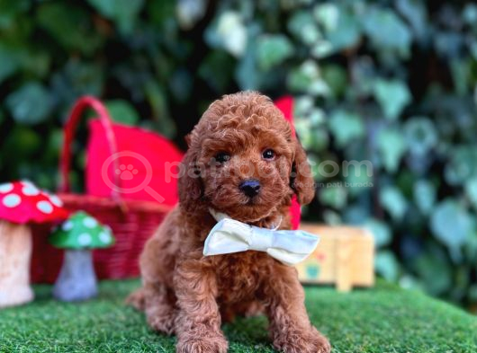 Toy Poodle Yavrularımız Ömürlük Aileleri Bekliyor