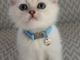 A kalite erkek british shorthair