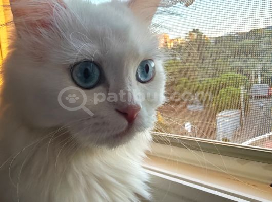 Kartopu Yeni Evini Arıyor görsel